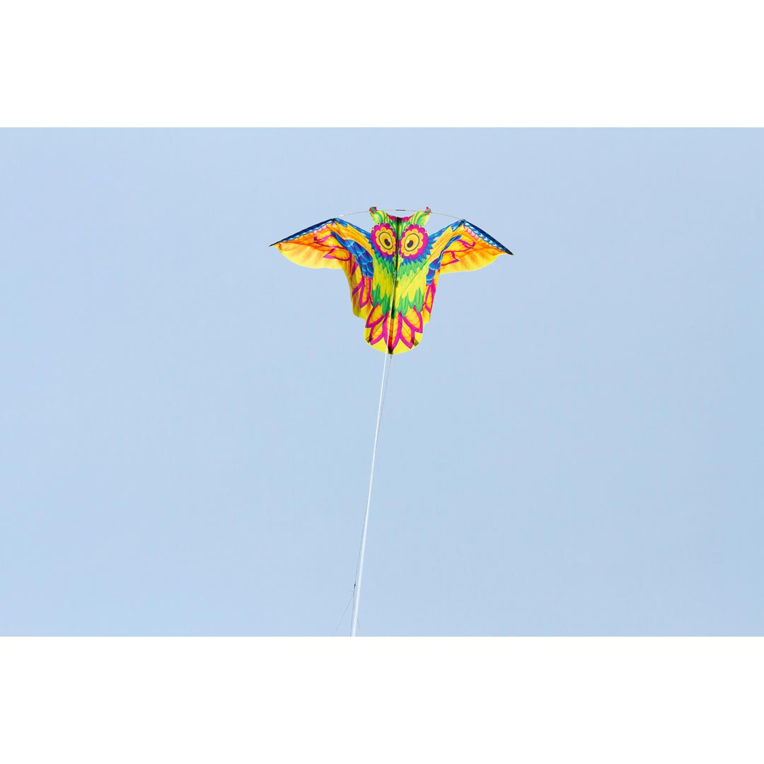 Flashy Owl